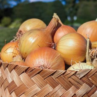 Sturon Onion Sets Thumbnail
